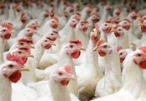 عدم تحویل 70 همت نهاده خریداری شده مرغداران قبل از آزادسازی ارز
