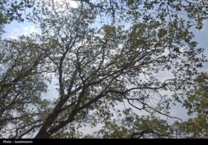 «نجات آب» ــ 63 |استفاده از گونه‌های پوششی و کشاورزی حفاظتی