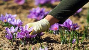 هیچ تغییری در زعفران کاری کشور نسبت به ۵۰ سال گذشته رخ نداد؛ ضرورت کشت مکانیزه طلای سرخ