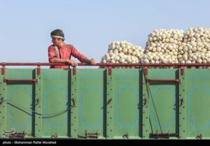 اعلام نرخ رسمی خرید تضمینی سیب‌زمینی و پیاز