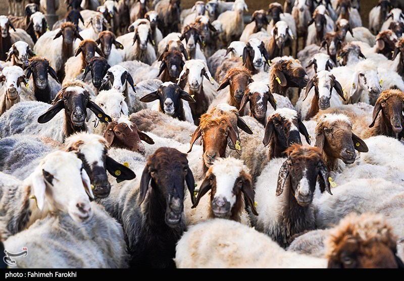 تزریق 50 هزار میلیارد تومان برای تامین نقدینگی صنعت دام و طیور