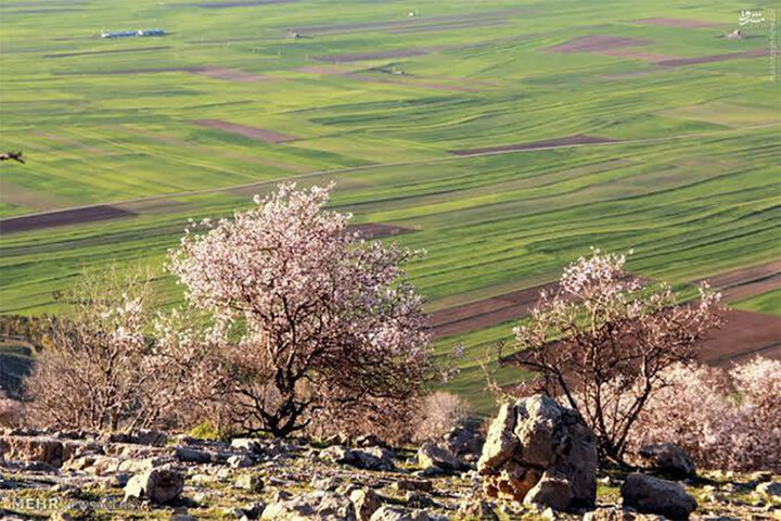 قصه کفتار راه راه در «سایدا»؛ پروژه‌ای که باعث سقوط کارگردان شد!