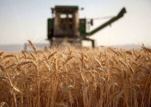 نرخ گندم باید بالای ۵۲ هزارتومان باشد؛ واردات با آزادسازی ارز دیگر جذابیت ندارد