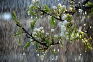 پیش‌بینی وضعیت جوی برای سیزدهم فروردین روز طبیعت