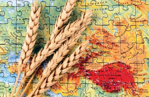 تجارت جهانی گندم در سایه بحران هرمز؛ قیمت صادرات گندم ۵ تا ۱۵دلار در تن افزایش یافته است