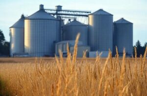 ذخایر جهانی گندم به بالاترین حد خود در پنج سال گذشته رسید