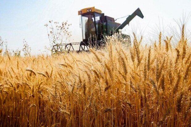 پیش بینی خرید ۱۱ میلیون تن گندم از گندمکاران؛ کمبودی در بخش کودهای کشاورزی نخواهیم داشت