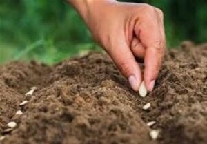 سالانه 100 میلیون دلار پای بذرهای وارداتی ریخته می‌شود