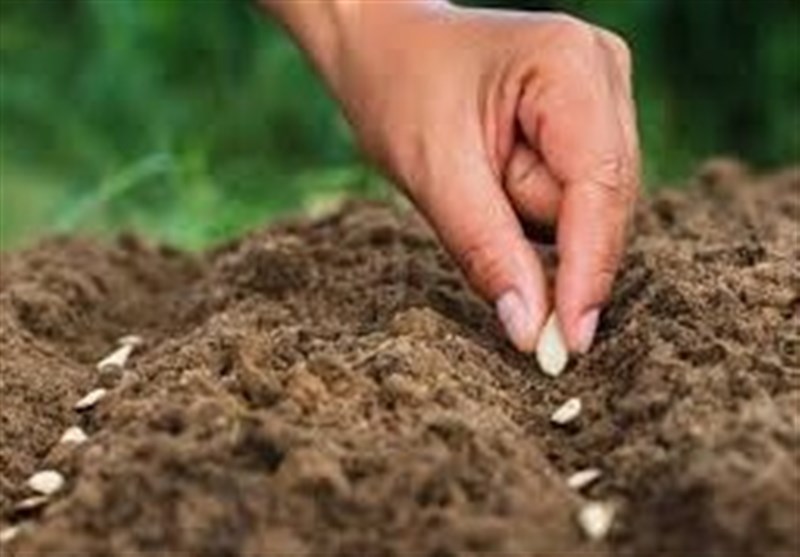 سالانه 100 میلیون دلار پای بذرهای وارداتی ریخته می‌شود