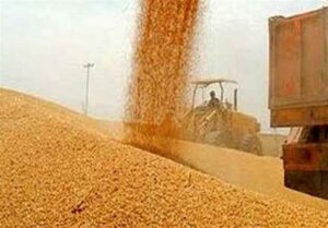 10 درصد مطالبات گندمکاران پرداخت شد