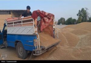خرید تضمینی گندم به 2 میلیون و 300 هزار تن رسید