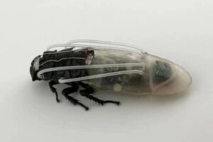 سوسک‌های سایبورگ با لباس غواصی / حرکت زیر آب ممکن شد