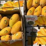 آغاز ثبت سفارش واردات انبه و چای