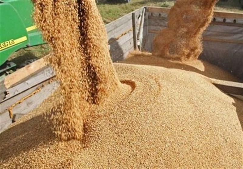 تولید داخل جایگزین 40 درصد جو وارداتی شد