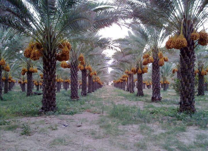 خرمای زاهدی طلحه دشتستان ثبت جهانی شد